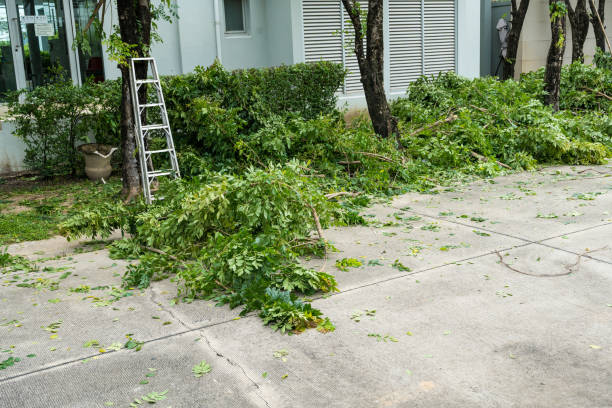 Best Large Tree Removal  in Lamont, CA